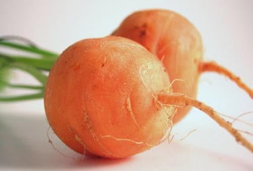 Parisian Carrot - Vegetable - Daucus Carrota - 100 Seeds