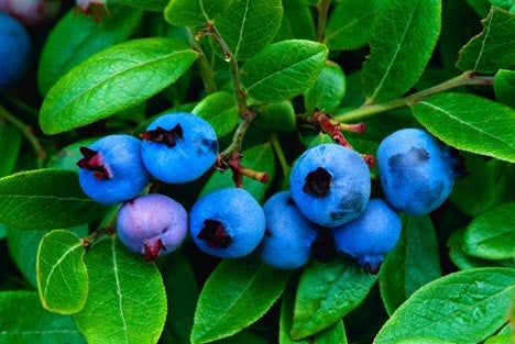 Northern Highbush Blueberry - Fruit Shrub / Tree - Vaccinium Corymbosum - 10 Seeds