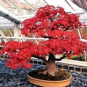 Amur Maple - Flame Maple - Bonsai Tree - Acer Ginnala Flame - 5 Seeds