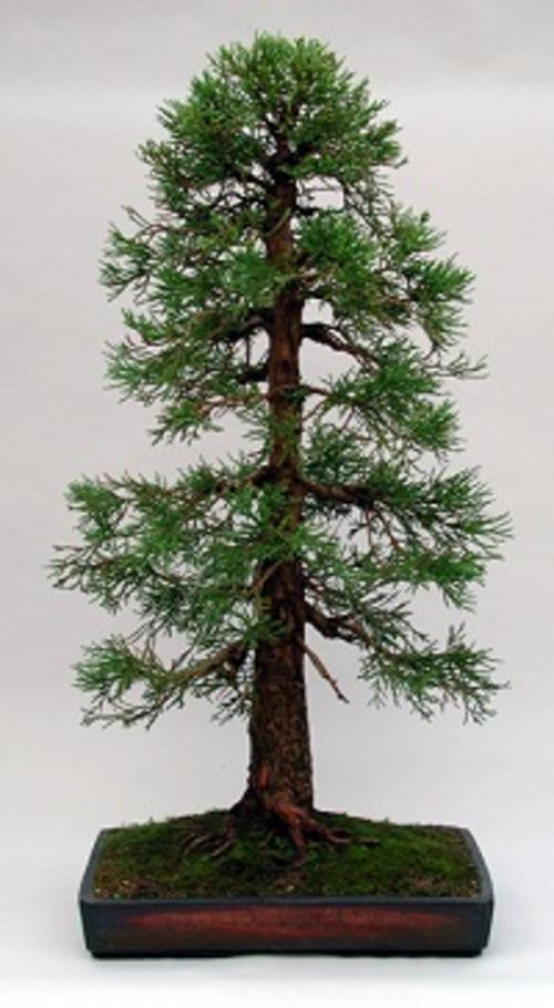 Giant Sequoia - Bonsai Tree - Sequoiadendron giganteum - 10 Seeds