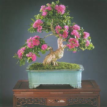 bonsai tree south africa Crape Myrtle Tree - Bonsai Tree Seeds