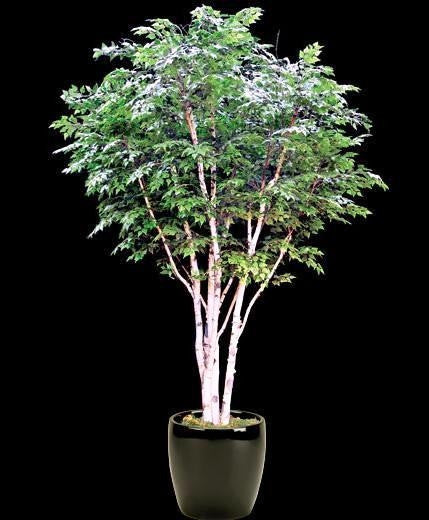 Canoe / Paper Birch - Bonsai Tree - Betula Papyfera - 20 Seeds