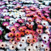 Mesembryanthemum Mixed Species - Vygies - Indigenous South African Succulent - 400 Seeds