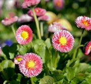 Bellis Perennis Montrosa - English Daisies - Annual - 100 Seeds