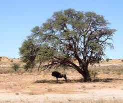 Vachellia / Acacia erioloba - Kalahari Camel Thorn Tree - Indigenous South African Tree - 10 Seeds