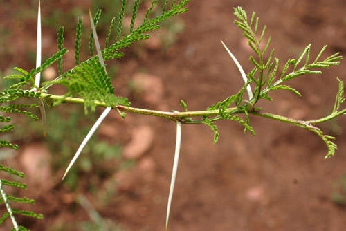 Vachellia / Acacia borleae - Sticky Thorn Tree - Indigenous South African Tree - 10 Seeds
