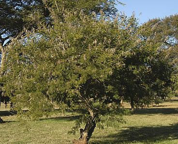 Vachellia / Acacia davyi - Cork Thorn Tree - Indigenous South African Tree - 10 Seeds