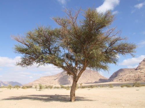 Vachellia / Acacia gerrardii - Red Thorn Tree Seeds | Seeds for Africa