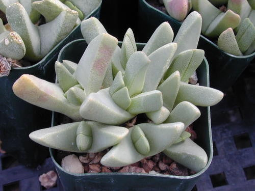 Cheirdopsis Denticulata - Indigenous South African Succulent - 10 Seeds