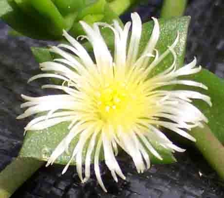 Sceletium Tortuosum - Kanna Succulent - Indigenous South African Succulent