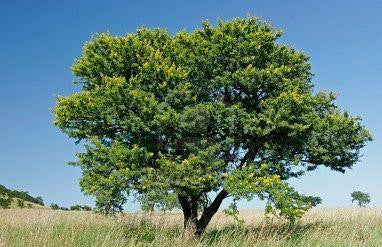 Vachellia / Acacia natalitia - Karoo Hayne Acacia - Indigenous South African Tree - 10 Seeds