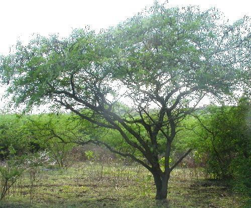 Vachellia / Acacia nilotica - Egyptian Thorn Tree - Indigenous South African Tree - 10 Seeds