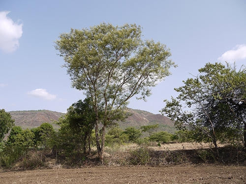 Senegalia / Acacia polyacantha - White Thorn Tree - Indigenous South African Tree - 10 Seeds