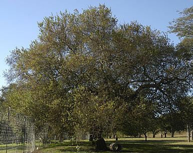 Vachellia / Acacia rehmanniana - Silky Thorn Tree - Indigenous South African Tree - 10 Seeds