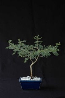 Vachellia / Acacia tortilis - Israeli Babool Tree - Indigenous South African Tree - 10 Seeds