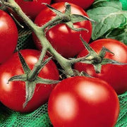 Moneymaker Tomato - Lycopersicon Esculentum - Vegetable - 50 Seeds