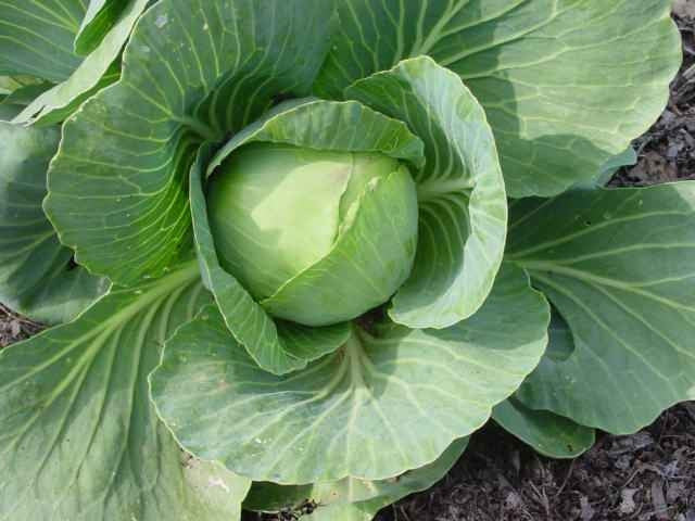 Giant Drumhead Cabbage - Brassica Oleracea - Vegetable - 25 Seeds