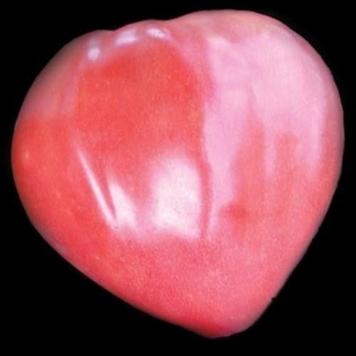 Pink Oxheart Tomato - Lycopersicon Esculentum - Vegetable - 50 Seeds