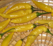 Aji Lemon Pepper - Capsicum Annuum - Chilli Pepper - 5 Seeds