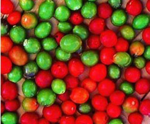 Chile Tepin - Capsicum Annuum - Chilli Pepper - 10 Seeds