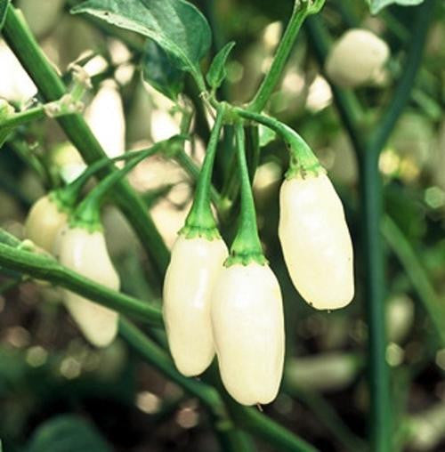 Peruvian White Lightning Habanero - Capsicum Chinense - Chilli Pepper - 5 Seeds