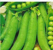 Greenfeast Peas - Pisum Sativum - Vegetable - 25 Seeds