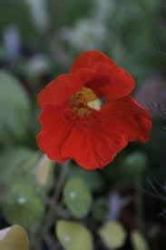 Nasturtium Globe of Fire - Tropaeolum Nasus - Annual - 10 Seeds