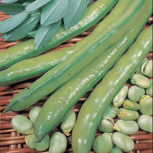 Aquadulce Broad Beans - Vicia faba - Vegetable - 5 Seeds