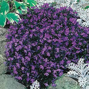 Lobelia Crystal Palace - Lobelia Erinus - Annual - 200 Seeds
