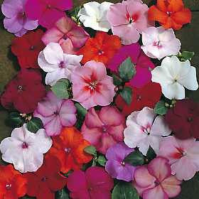Impatiens Tiny Tots - Bizzy Lizzies - Annual - 25 Seeds