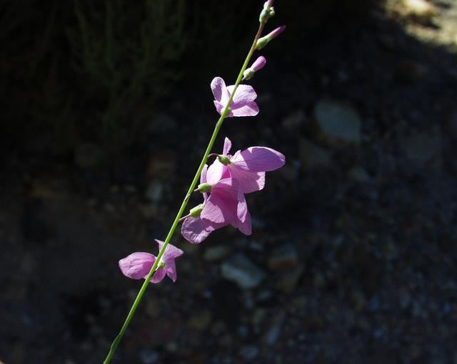 Brachycarpaea Juncea - Wild Stock - Indigenous South African Annual - 10 Seeds