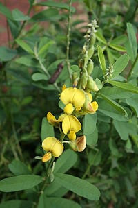 Crotalaria Damarensis - Indigenous South African Annual - 10 Seeds