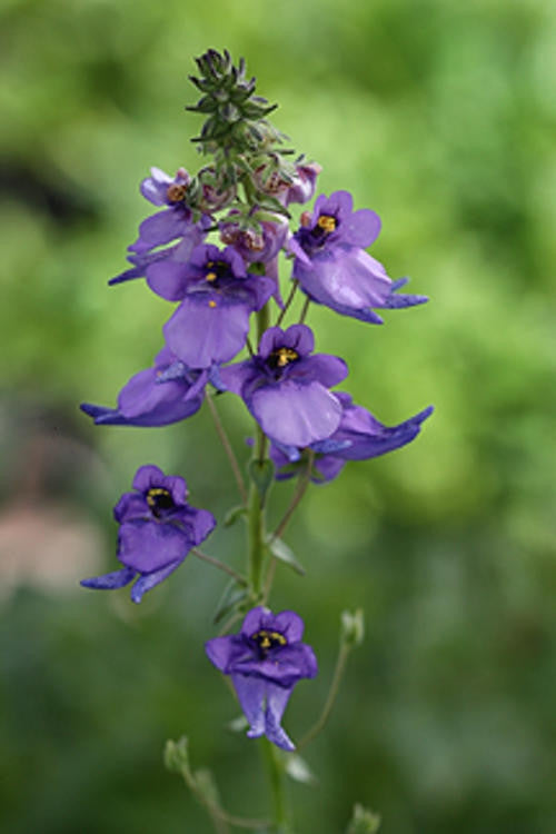 diascia flower seeds Diascia Veronicoides Seeds