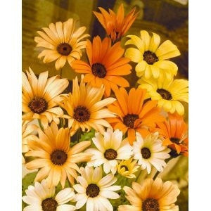 Dimorphotheca Seeds Collection Dimorphotheca Mixed Colours Seeds | Seeds for Africa