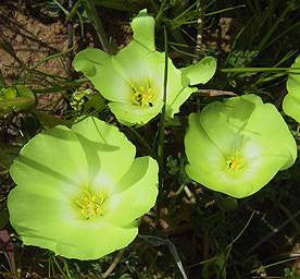 Grielum Humifusum - Indigenous South African Annual - 10 Seeds