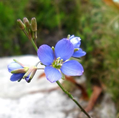 Heliophila Africana - Indigenous South African Annual - 10 Seeds
