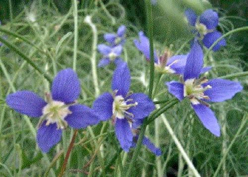 Heliophila Coronopifolia - Indigenous South African Annual - 10 Seeds