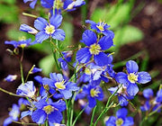 Heliophila Digitata - Indigenous South African Annual - 10 Seeds