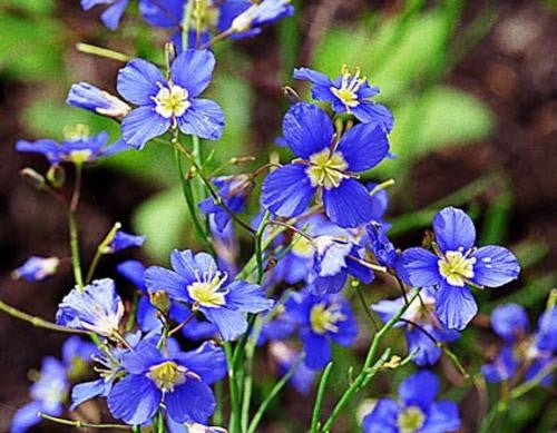 Heliophila Digitata - Indigenous South African Annual - 10 Seeds
