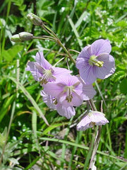 Heliophila Rigidiuscula - Indigenous South African Annual - 10 Seeds