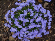 Lobelia Erinus - Wild Lobelia - Indigenous South African Annual - 10 Seeds