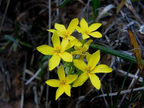 Sebaea Exacoides - Naeltjiesblom - Indigenous South African Annual - 10 Seeds