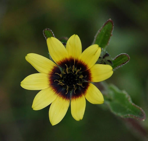 Tripteris Clandestina - Indigenous South African Annual - 10 Seeds
