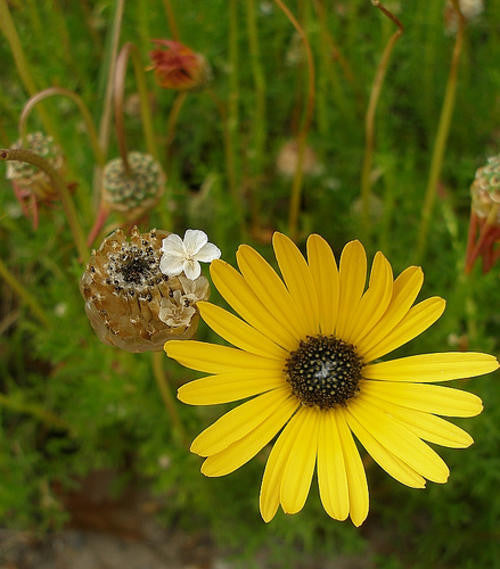 Ursinia Speciosa - Indigenous South African Annual - 10 Seeds
