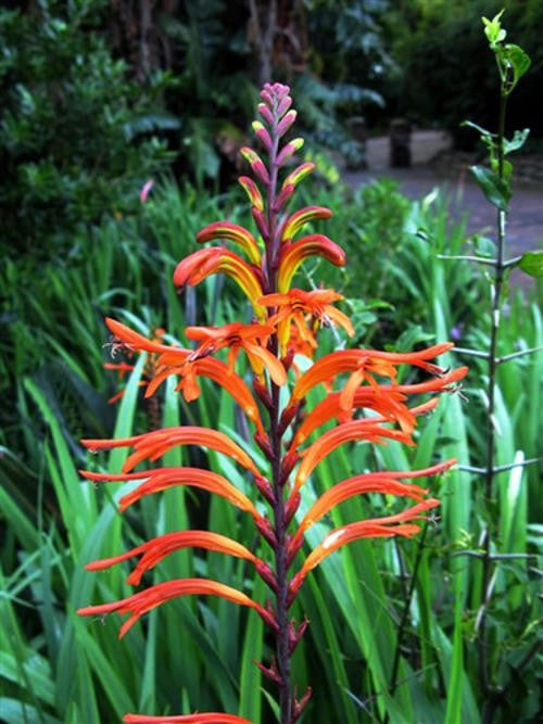 Chasmanthe Floribunda - Indigenous South African Bulb - 10 Seeds