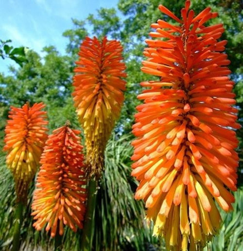 Kniphofia Praecox - Indigenous South African Bulb - 5 Seeds