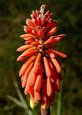 Kniphofia Sarmentosa - Indigenous South African Bulb - 5 Seeds