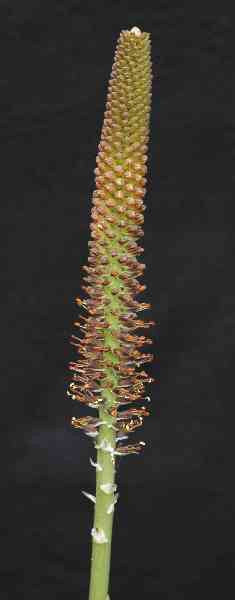 Kniphofia Typhoides - Indigenous South African Bulb - 5 Seeds