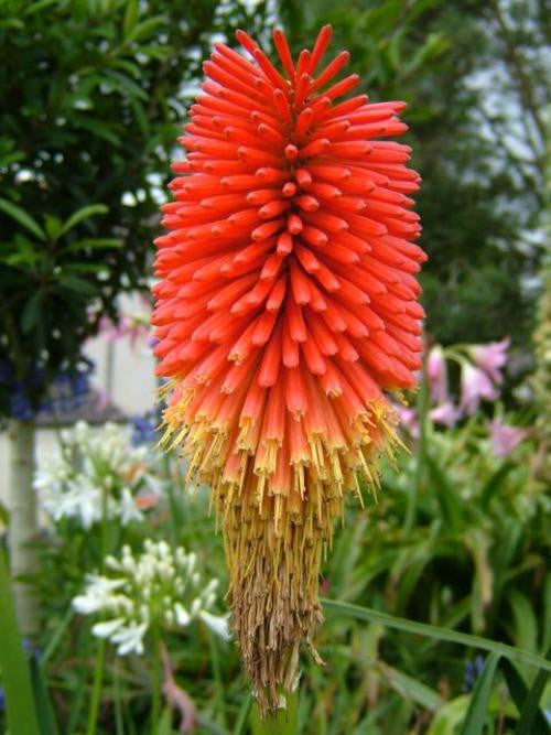 Kniphofia Uvaria - Indigenous South African Bulb - 5 Seeds
