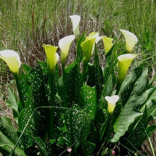 Zantedeschia Albomaculata - Indigenous South African Bulb - 5 Seeds